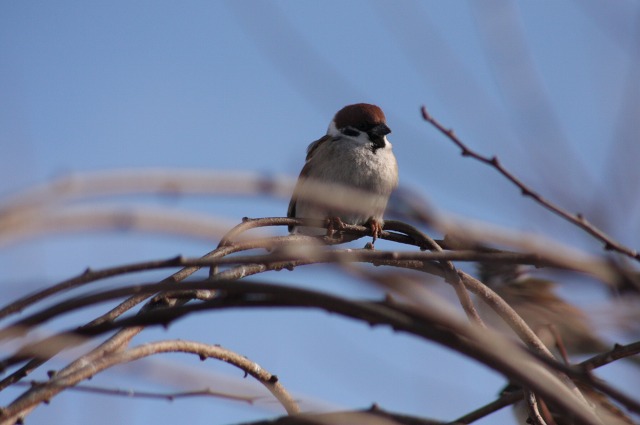 ファイル 136-2.jpg