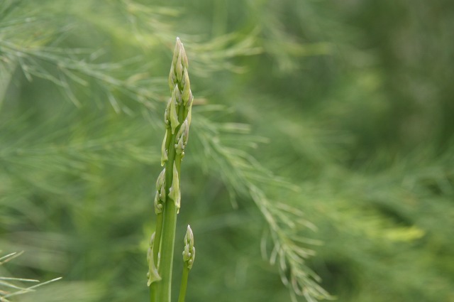 ファイル 14-3.jpg