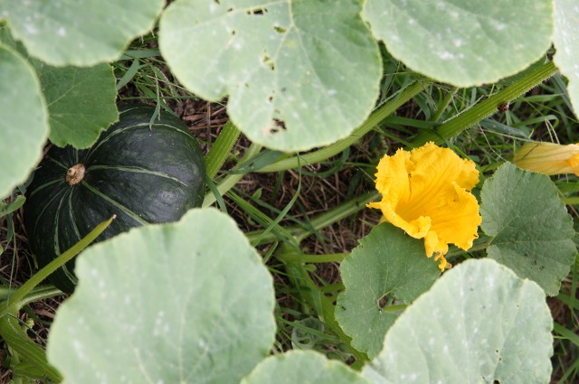 ファイル 14-5.jpg