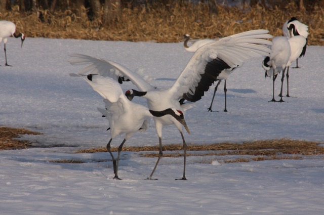 ファイル 142-3.jpg