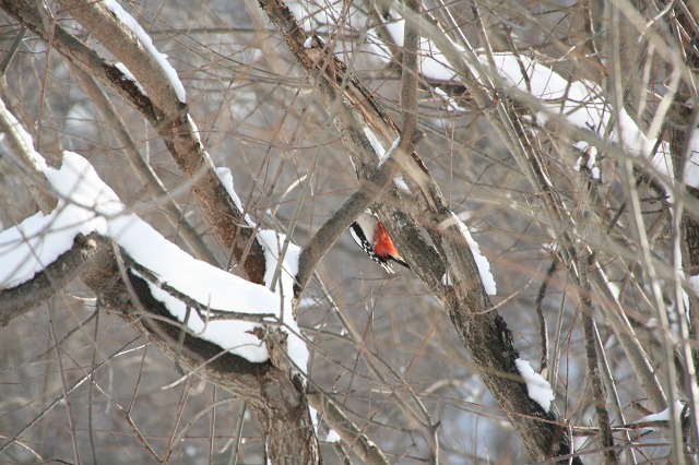 ファイル 144-1.jpg