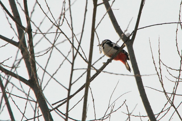 ファイル 144-5.jpg