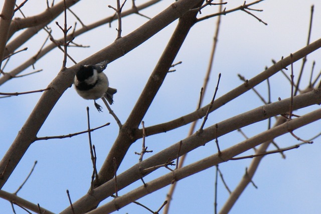 ファイル 153-3.jpg