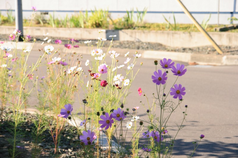 ファイル 16-1.jpg