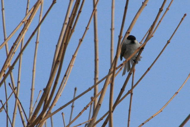 ファイル 166-5.jpg