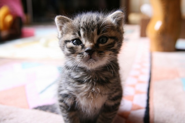 ファイル 167-1.jpg