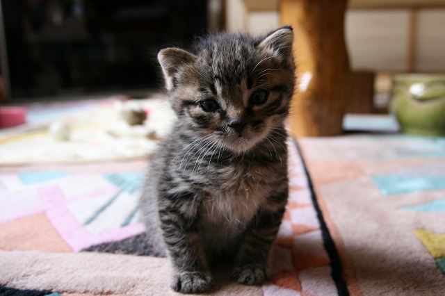 ファイル 167-2.jpg