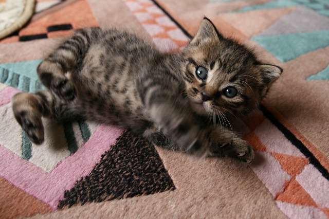 ファイル 167-4.jpg