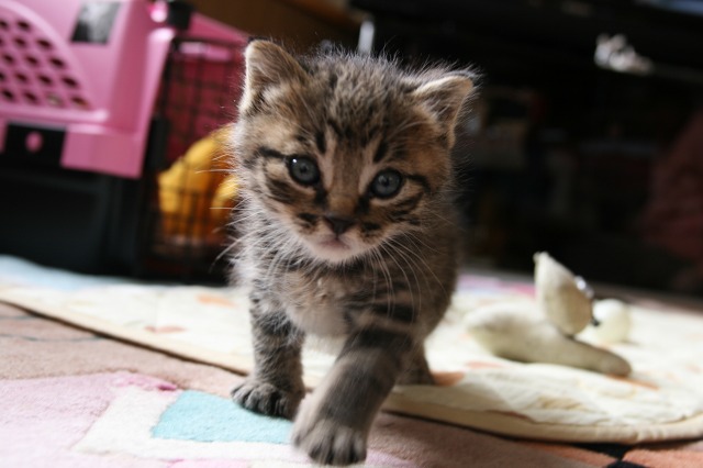 ファイル 167-5.jpg