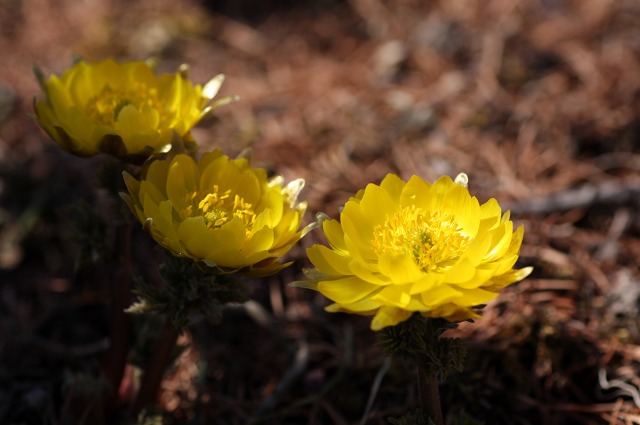 ファイル 171-1.jpg