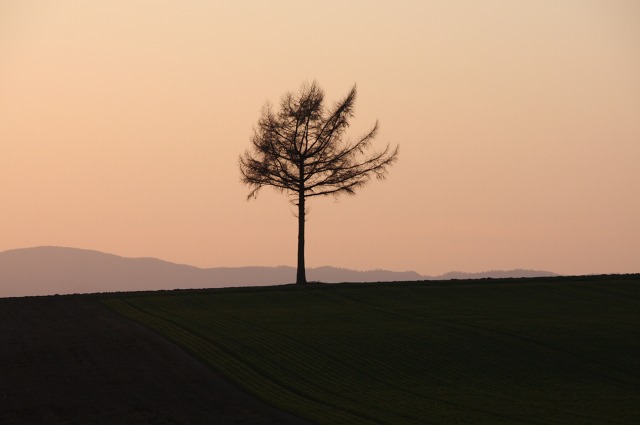 ファイル 173-1.jpg