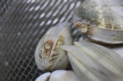 ファイル 174-1.jpg