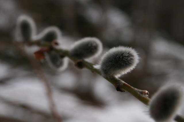 ファイル 175-3.jpg