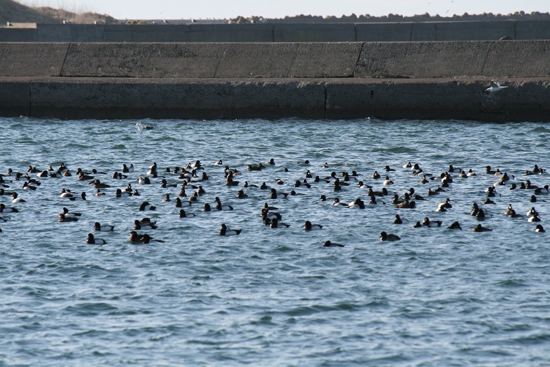 ファイル 194-1.jpg