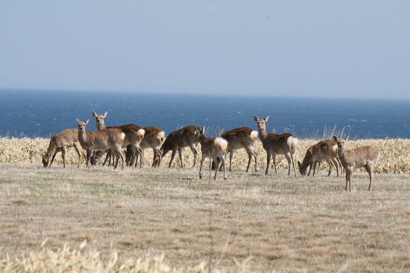 ファイル 199-1.jpg