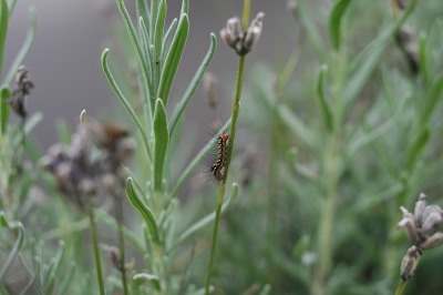 ファイル 2-2.jpg