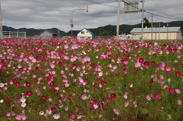 ファイル 20-1.jpg