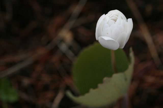 ファイル 202-1.jpg