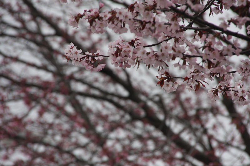 ファイル 203-4.jpg