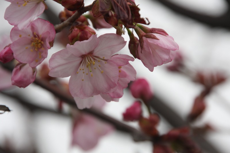 ファイル 203-5.jpg