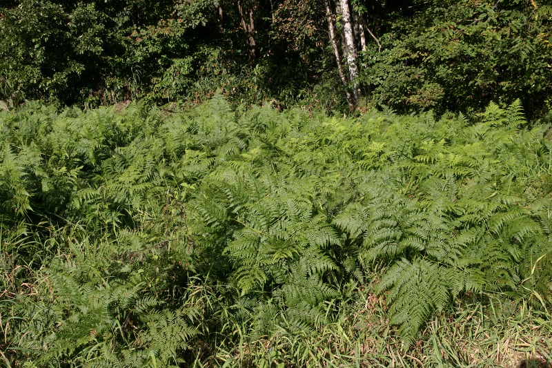 ファイル 23-1.jpg