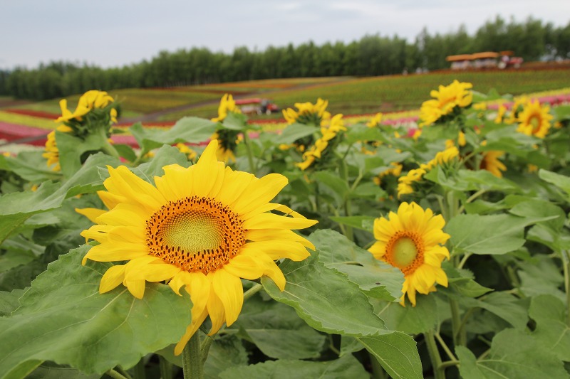 ファイル 252-1.jpg