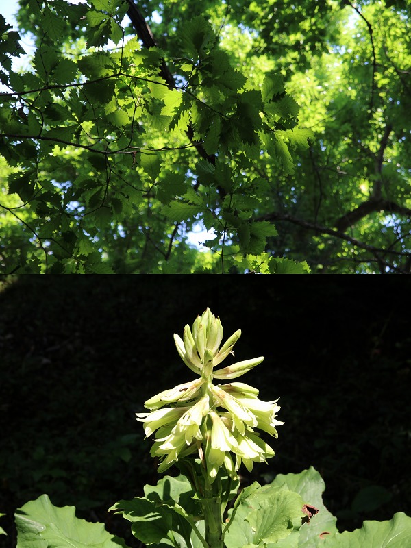 ファイル 253-3.jpg