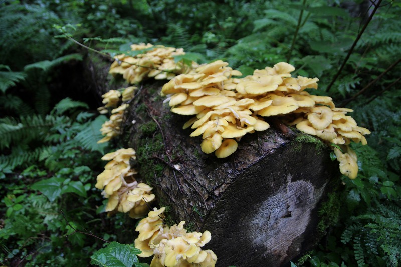 ファイル 256-3.jpg