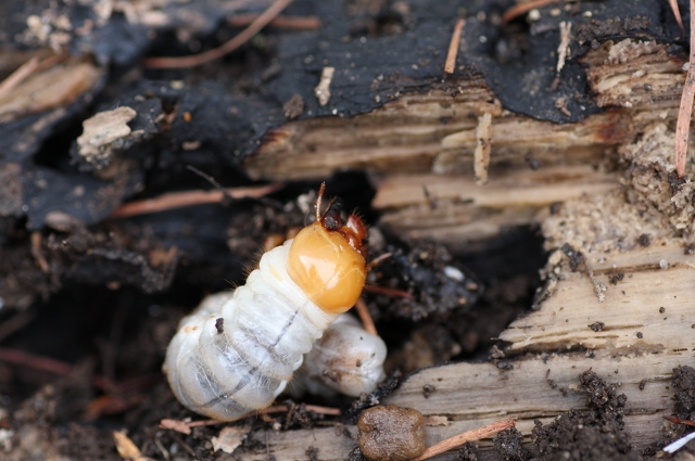 ファイル 298-2.jpg