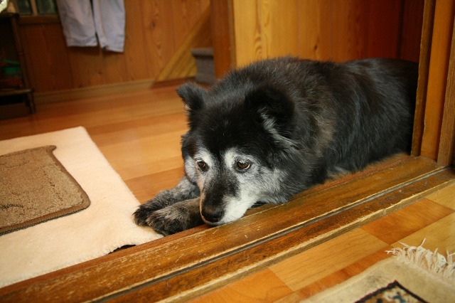 ファイル 31-1.jpg