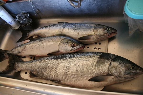 ファイル 39-2.jpg