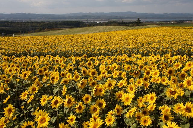 ファイル 41-2.jpg