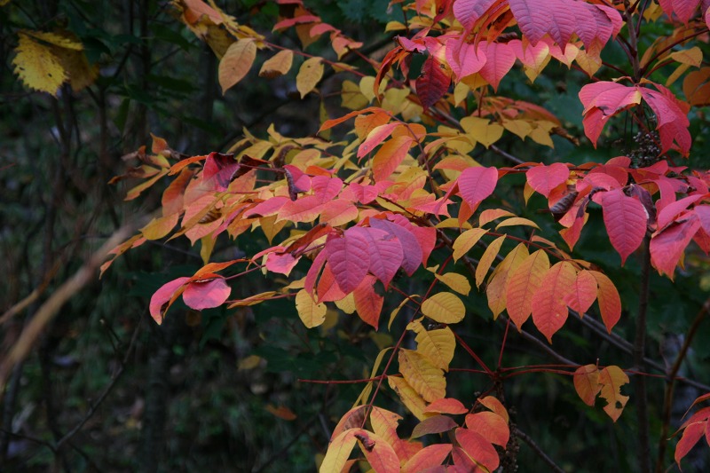 ファイル 44-5.jpg