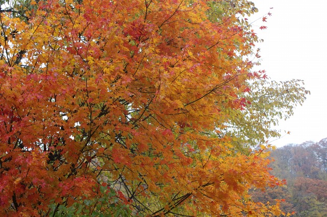 ファイル 54-2.jpg