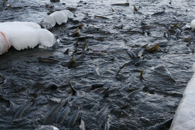 ファイル 95-3.jpg