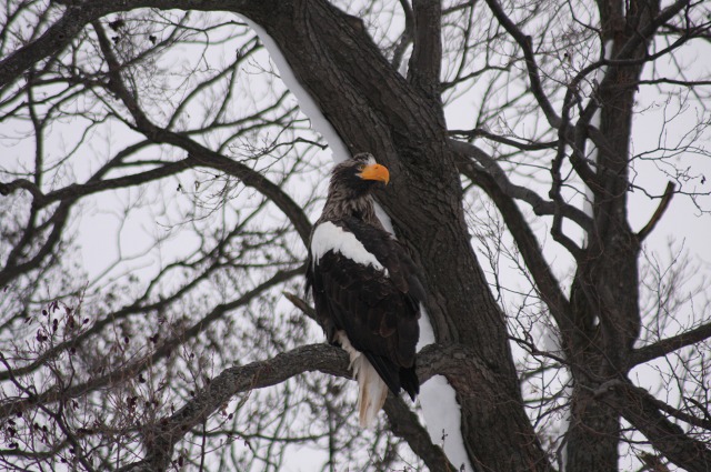 ファイル 97-1.jpg