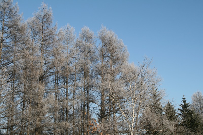 ファイル 98-1.jpg