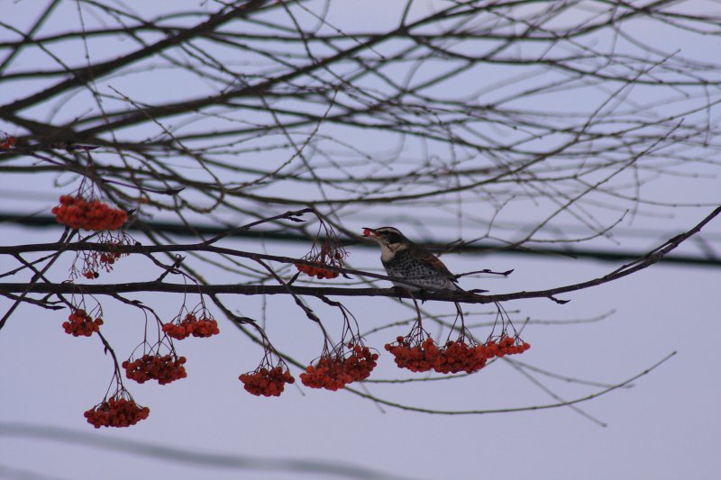 ファイル 378-2.jpg