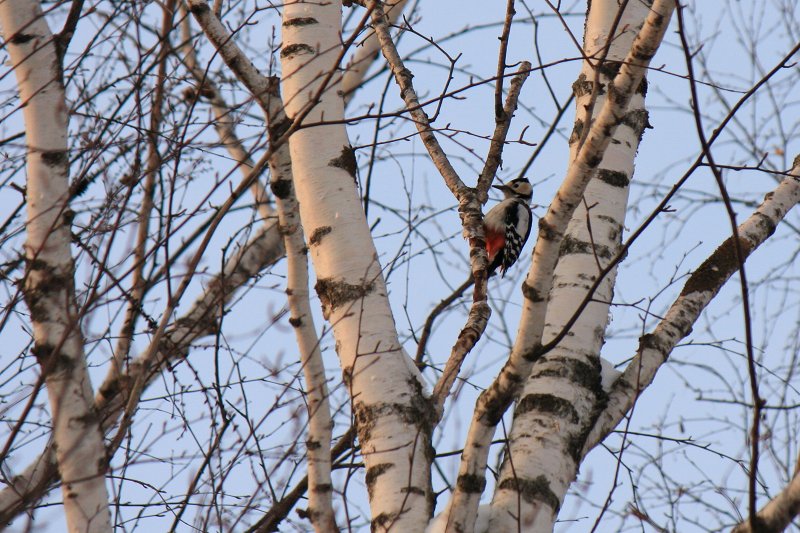 ファイル 392-1.jpg