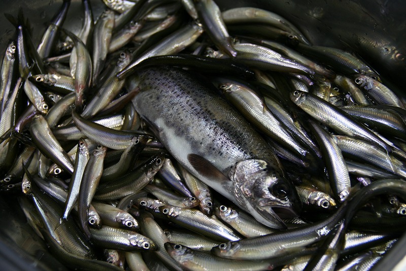 ファイル 397-2.jpg