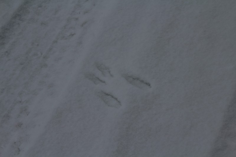 ファイル 399-2.jpg