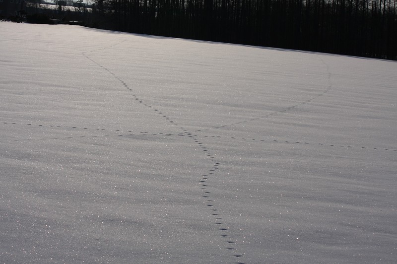 ファイル 411-1.jpg