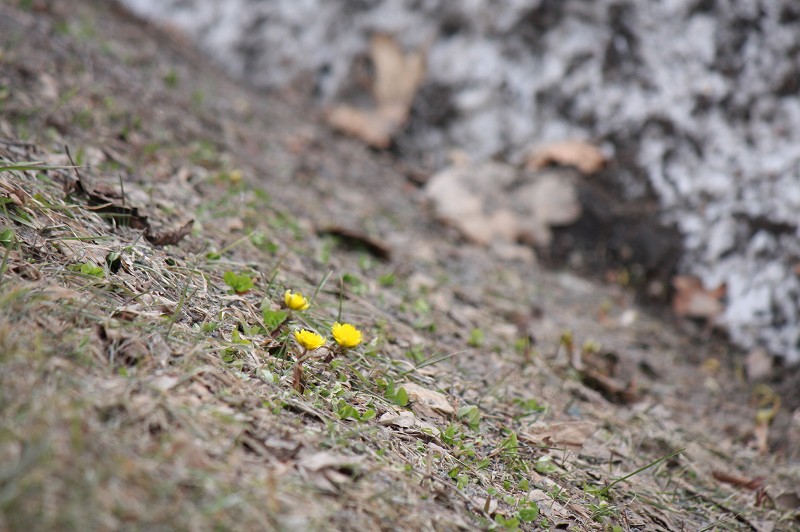 ファイル 415-1.jpg