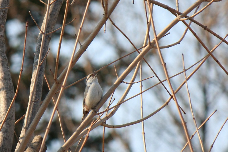 ファイル 427-5.jpg