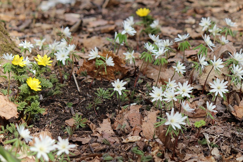 ファイル 429-4.jpg