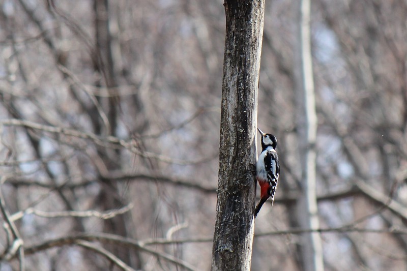 ファイル 430-1.jpg