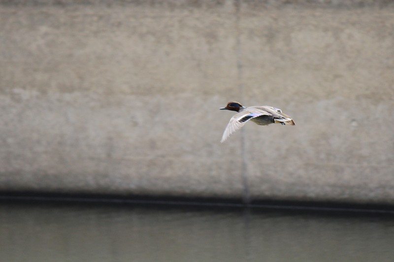 ファイル 431-5.jpg