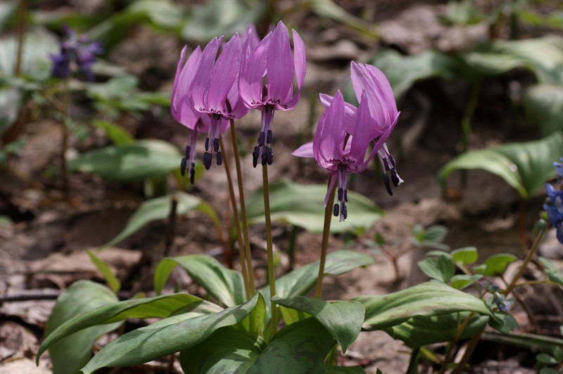 ファイル 432-3.jpg