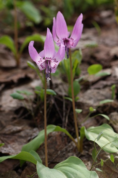 ファイル 432-4.jpg