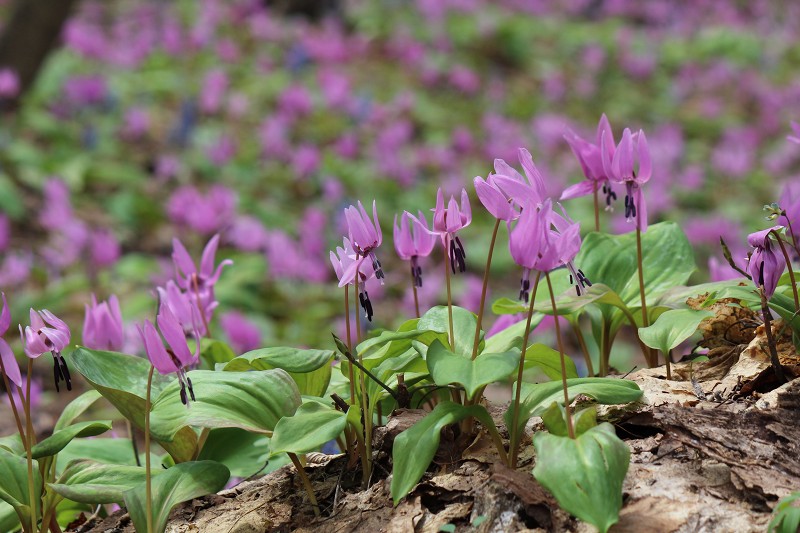 ファイル 433-2.jpg